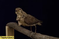 藏品(燕鴴)的圖片